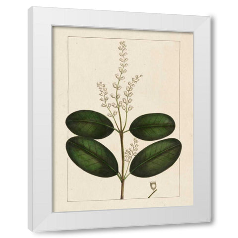 Silva Leaves VI White Modern Wood Framed Art Print by Silva, John