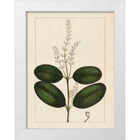 Silva Leaves VI White Modern Wood Framed Art Print by Silva, John
