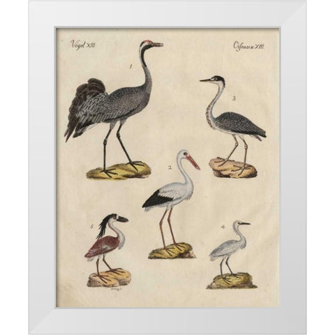 Heron Classification I White Modern Wood Framed Art Print by Strack, Friedrich