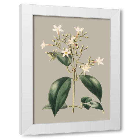 Botanical Cabinet I White Modern Wood Framed Art Print by Cooke, E.W.