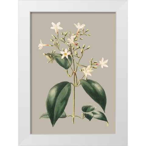 Botanical Cabinet I White Modern Wood Framed Art Print by Cooke, E.W.