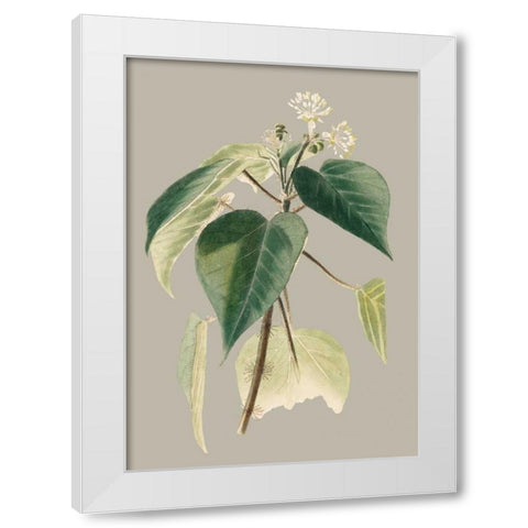 Botanical Cabinet II White Modern Wood Framed Art Print by Cooke, E.W.