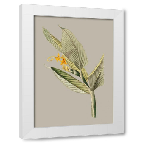 Botanical Cabinet III White Modern Wood Framed Art Print by Cooke, E.W.