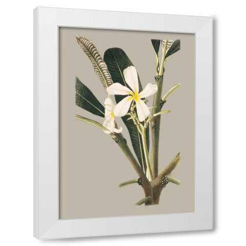 Botanical Cabinet IV White Modern Wood Framed Art Print by Cooke, E.W.