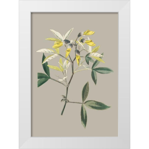 Botanical Cabinet VI White Modern Wood Framed Art Print by Cooke, E.W.