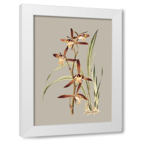 Botanical Cabinet VII White Modern Wood Framed Art Print by Cooke, E.W.