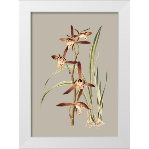Botanical Cabinet VII White Modern Wood Framed Art Print by Cooke, E.W.