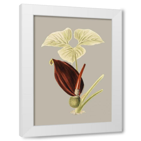 Botanical Cabinet VIII White Modern Wood Framed Art Print by Cooke, E.W.