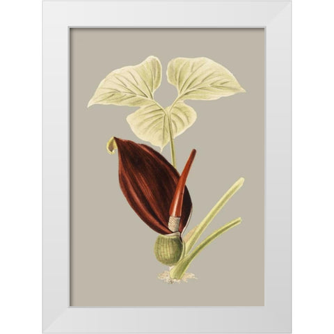 Botanical Cabinet VIII White Modern Wood Framed Art Print by Cooke, E.W.