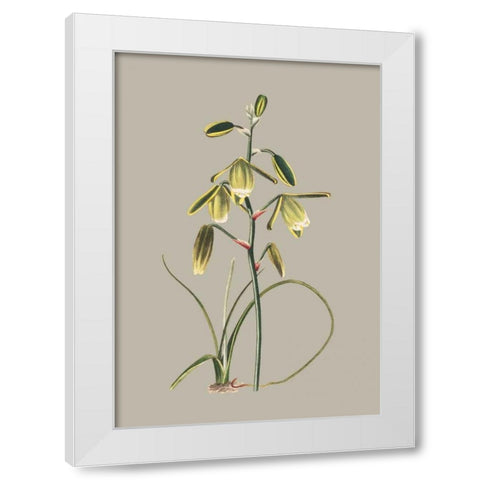Botanical Cabinet IX White Modern Wood Framed Art Print by Cooke, E.W.