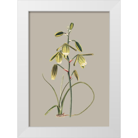 Botanical Cabinet IX White Modern Wood Framed Art Print by Cooke, E.W.