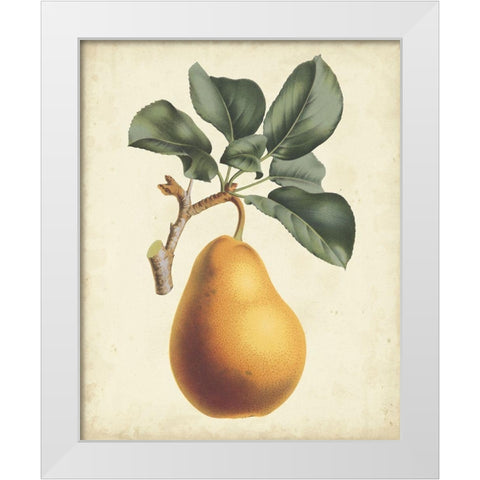 Antique Pear Botanical I White Modern Wood Framed Art Print by Van Houtteano, Horto