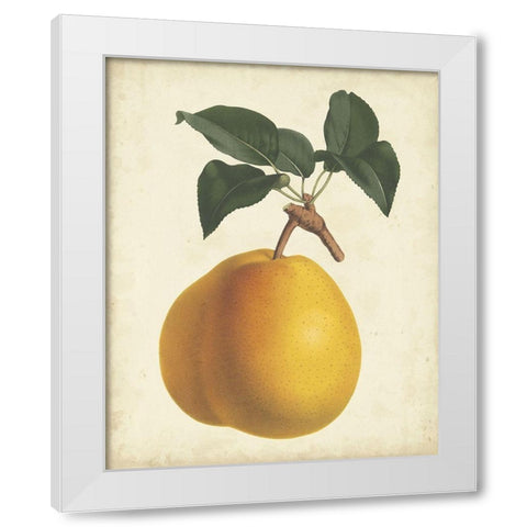 Antique Pear Botanical II White Modern Wood Framed Art Print by Van Houtteano, Horto