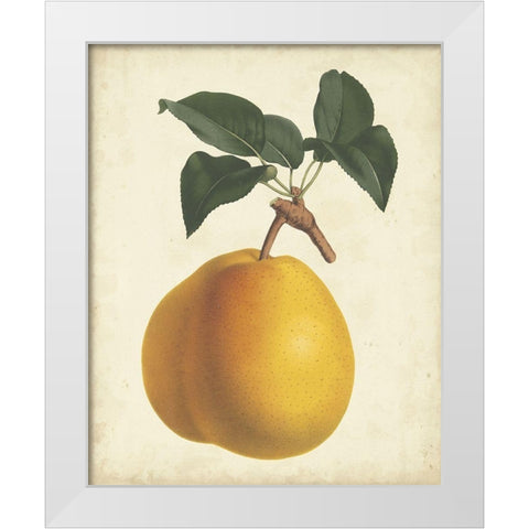 Antique Pear Botanical II White Modern Wood Framed Art Print by Van Houtteano, Horto