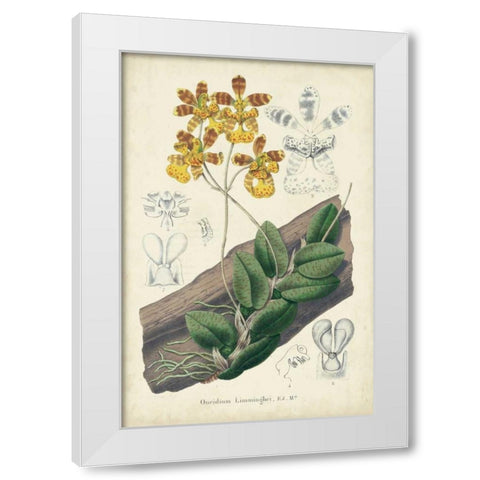 Orchid Delight I White Modern Wood Framed Art Print by Severeyns, George