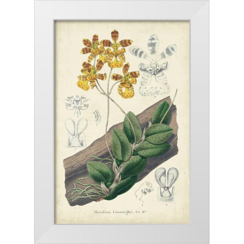 Orchid Delight I White Modern Wood Framed Art Print by Severeyns, George