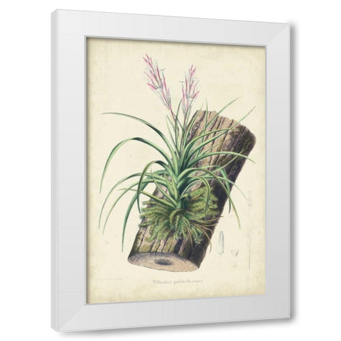 Orchid Delight II White Modern Wood Framed Art Print by Severeyns, George