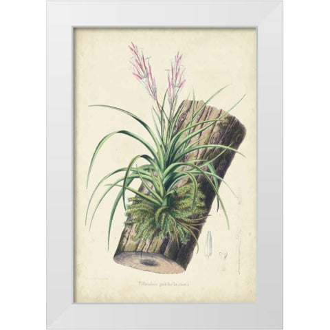 Orchid Delight II White Modern Wood Framed Art Print by Severeyns, George
