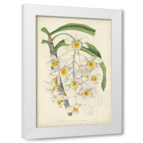 Orchid Delight III White Modern Wood Framed Art Print by Severeyns, George