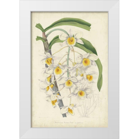 Orchid Delight III White Modern Wood Framed Art Print by Severeyns, George