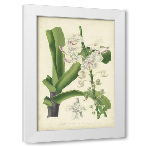 Orchid Delight IV White Modern Wood Framed Art Print by Severeyns, George