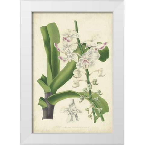 Orchid Delight IV White Modern Wood Framed Art Print by Severeyns, George