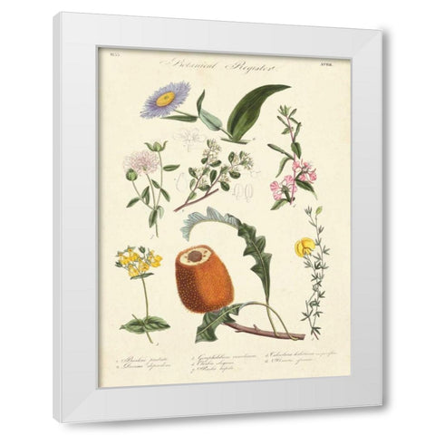 Botanical Register II White Modern Wood Framed Art Print by Unknown
