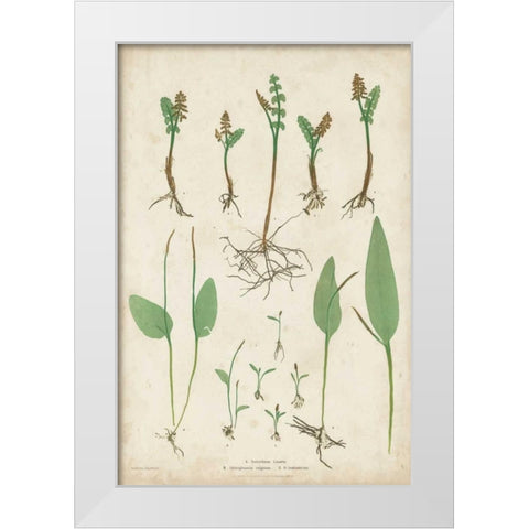 Bradbury Ferns II White Modern Wood Framed Art Print by Bradbury