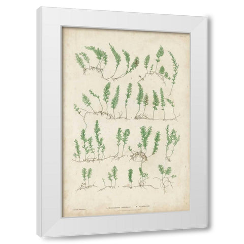 Bradbury Ferns III White Modern Wood Framed Art Print by Bradbury