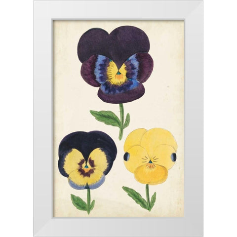 Antique Pansies I White Modern Wood Framed Art Print by Unknown