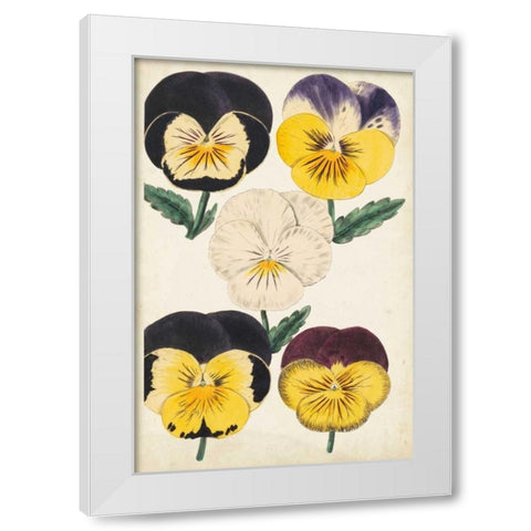 Antique Pansies II White Modern Wood Framed Art Print by Unknown