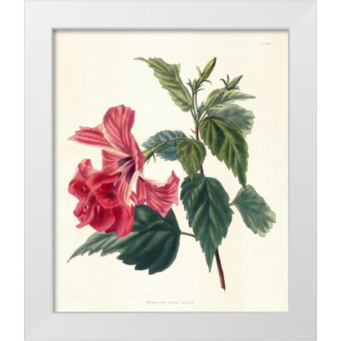 Rose Hibiscus II White Modern Wood Framed Art Print by Unknown