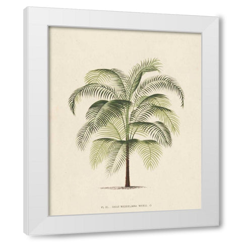 Les Palmiers III White Modern Wood Framed Art Print by Unknown
