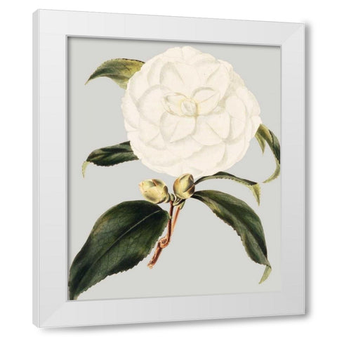 Camellia Japonica I White Modern Wood Framed Art Print by Vision Studio