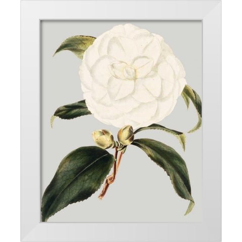 Camellia Japonica I White Modern Wood Framed Art Print by Vision Studio