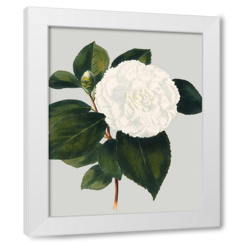 Camellia Japonica II White Modern Wood Framed Art Print by Vision Studio