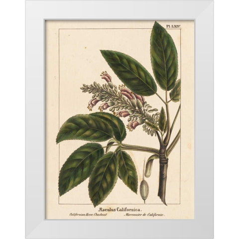 California Horse Chestnut White Modern Wood Framed Art Print by Silva, John