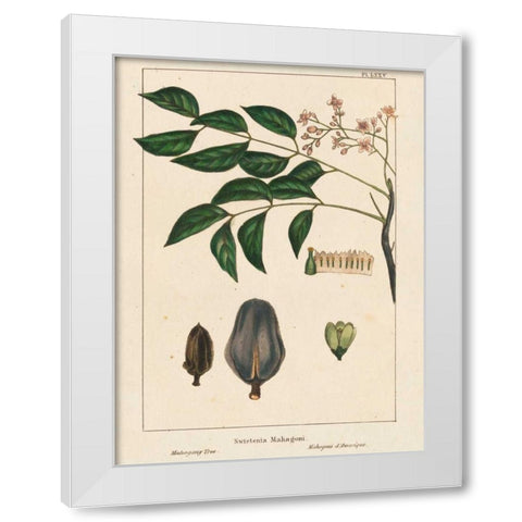 Mahogany Tree White Modern Wood Framed Art Print by Silva, John