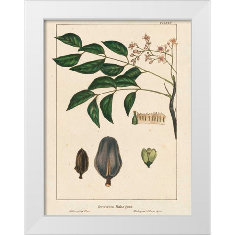 Mahogany Tree White Modern Wood Framed Art Print by Silva, John
