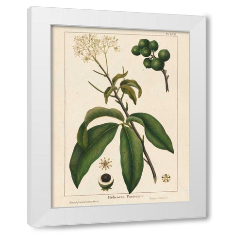 Round fruited Honeyberry White Modern Wood Framed Art Print by Silva, John
