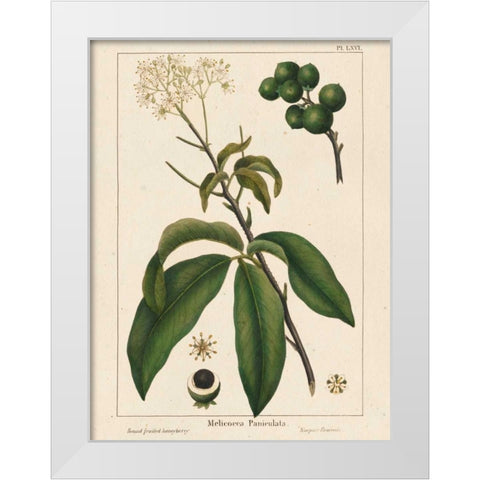 Round fruited Honeyberry White Modern Wood Framed Art Print by Silva, John