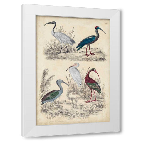 Ibis Family White Modern Wood Framed Art Print by Milne