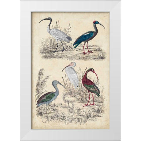Ibis Family White Modern Wood Framed Art Print by Milne