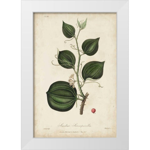 Medicinal Botany I White Modern Wood Framed Art Print by Churchill
