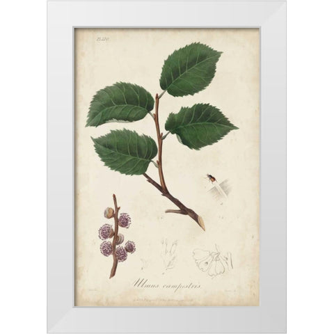 Medicinal Botany III White Modern Wood Framed Art Print by Churchill