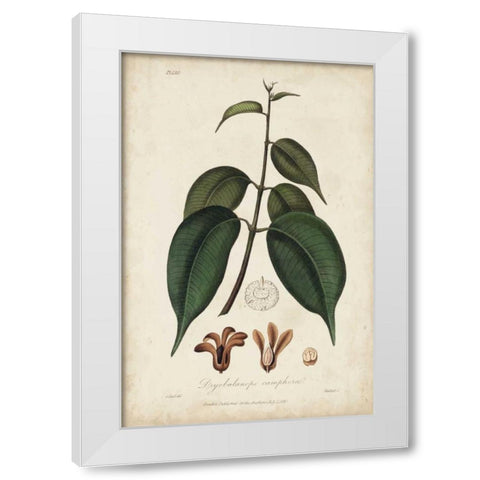 Medicinal Botany IV White Modern Wood Framed Art Print by Churchill