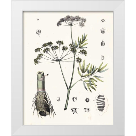Berge Botanicals I White Modern Wood Framed Art Print by Berge