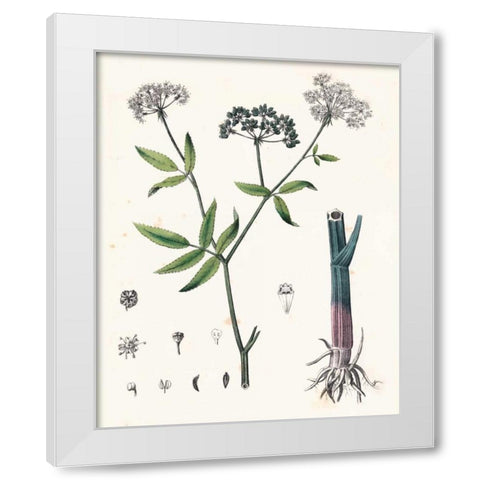 Berge Botanicals II White Modern Wood Framed Art Print by Berge