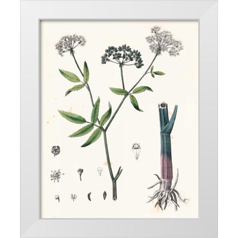 Berge Botanicals II White Modern Wood Framed Art Print by Berge