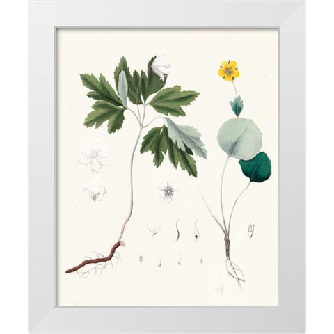 Berge Botanicals III White Modern Wood Framed Art Print by Berge